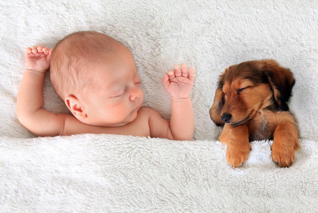 dog and baby